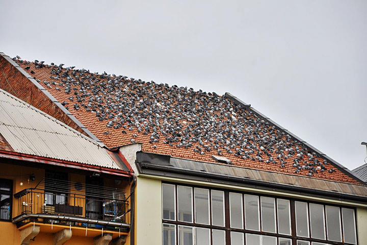 A2B Pest Control are able to install spikes to deter birds from roofs in Bude. 