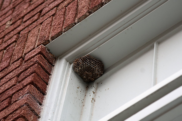 We provide a wasp nest removal service for domestic and commercial properties in Bude.